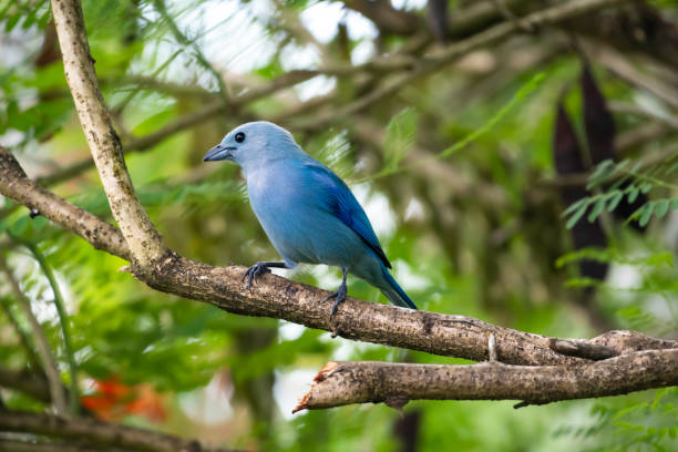 istock Closeup of a tropical blue bird perching on a branch in a tree 1806287833