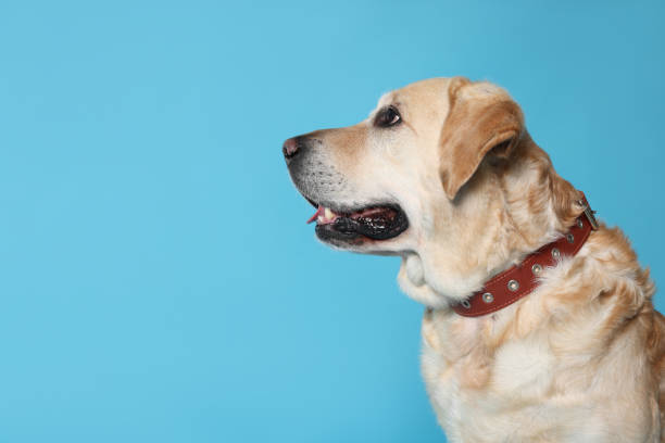 istock Cute Labrador Retriever in dog collar on light blue background. Space for text 1806290708