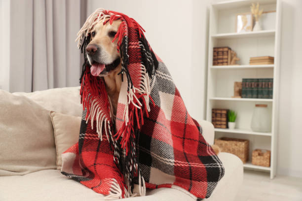 istock Cute Labrador Retriever with plaid on sofa at home 1806291021
