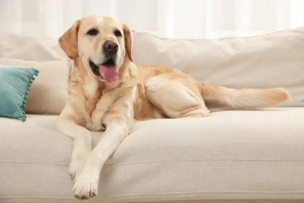 Labrador Rdorado Imágenes de Laborador Retriever | Descarga imágenes gratuitas en Unsplash