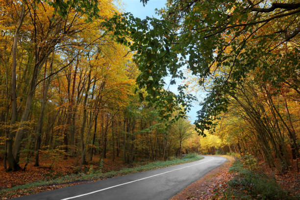 istock Beautiful view of asphalt road going through autumn forest 1806293738