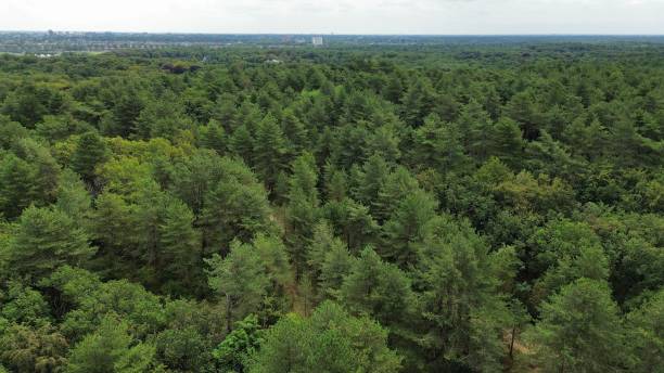 istock a lush, dense forest featuring tall trees and an abundance of greenery 1806293739