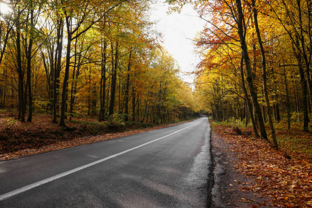istock Beautiful view of asphalt road going through autumn forest 1806294271