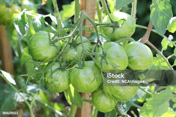 Tomates Vert Légumes 자르댕 Potager 0명에 대한 스톡 사진 및 기타 이미지 - 0명, 과일, 녹색