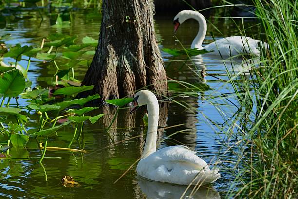 50+ Lakeland Swan Stock Photos, Pictures & Royalty-Free Images