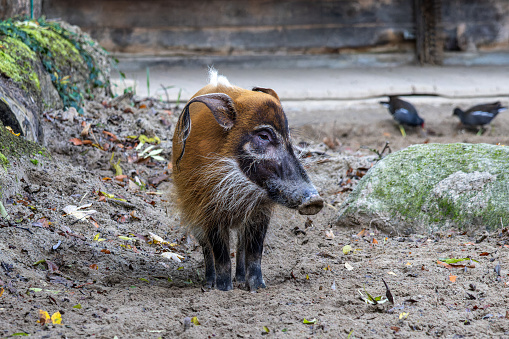 Red river hog, Potamochoerus porcus, also known as the bush pig. This pig has an acute sense of smell to locate food underground.