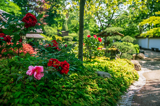 Fantastic red peonies next to teahouse in Kaiserslautern Japanese garden. At right red maple (Japanese map[le) with dissected leaves. In distance visible rhododendron blossoms (azalea). Garden path at right.