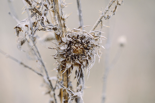 Grass pampas vase isolated. Branches of dried reeds of reed grass on a white background. An element for decoration, natural design of packages, notebooks, covers. Gray-beige dried fluffy plant