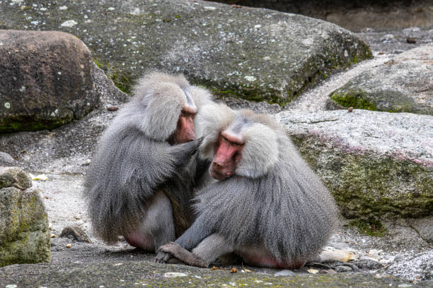 A group of HAMADRYAS BABOONS (Papio hamadryas) resting together on a rocky surface inside a zoo enclosure. The scene captures natural animal behavior in a controlled environment, with green foliage framing the shot. Image taken on May 31, 2025.