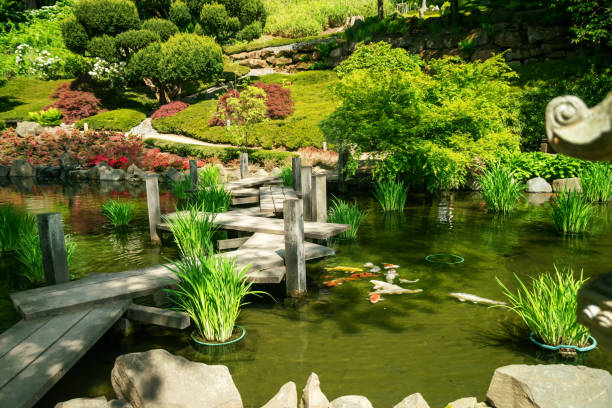 Carps KOI in water of pond in Japnese garden in Kaiseslautern Carps KOI in water of pond in Japnese garden in Kaiseslautern. Amazing taxus tree in distance. rhododendron cinnabarinum stock pictures, royalty-free photos & images