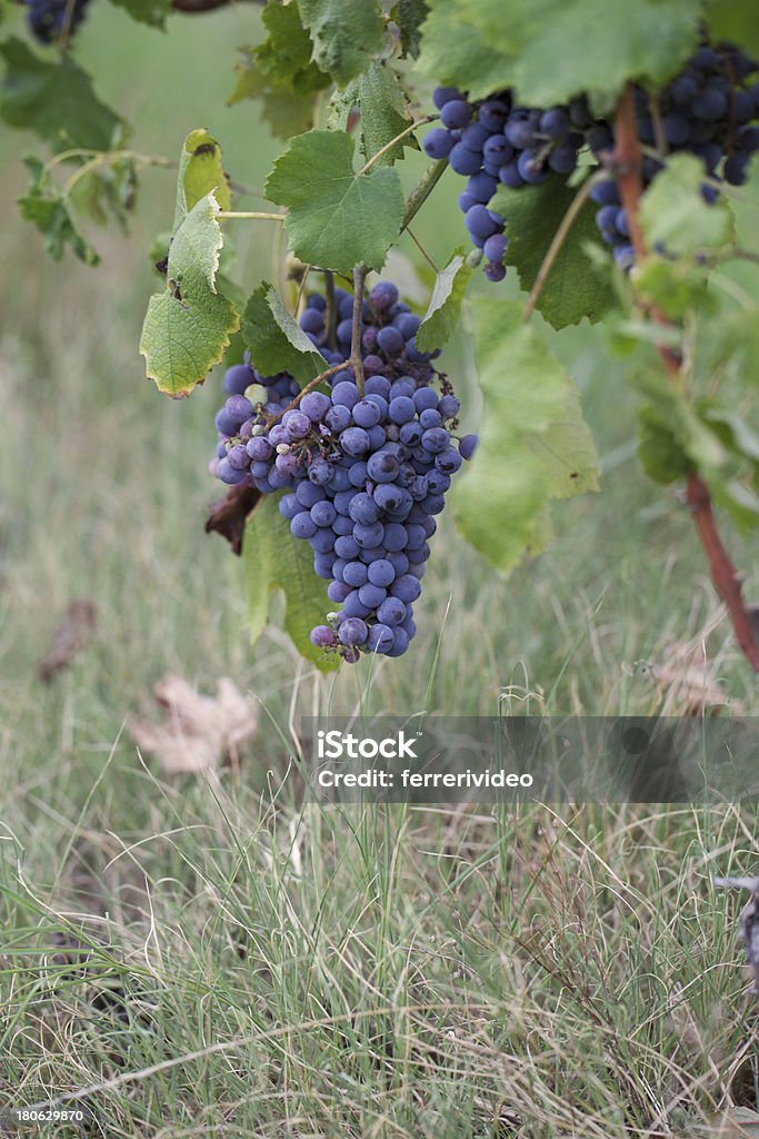 Vigneto - Lizenzfrei Blatt - Pflanzenbestandteile Stock-Foto