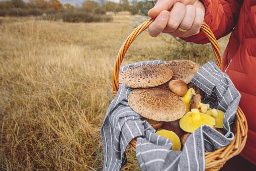 Basket with fresh edible forest mushrooms Boletus Edulis or porcini fungus, tasty vegetarian food, ready for cook