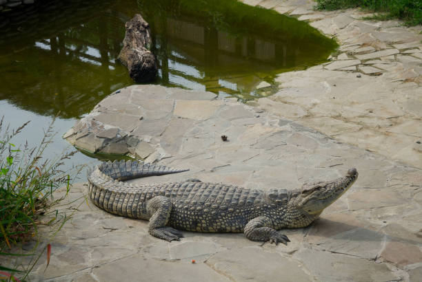 istock Big crocodile resting on the rocks 1806306868