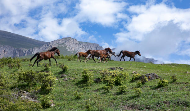 istock horses in the mountains. Armenia 1806309598
