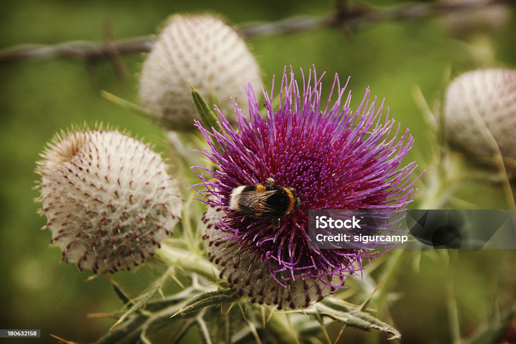 Mangangá um Cardo flor. - Royalty-free Abelha Foto de stock