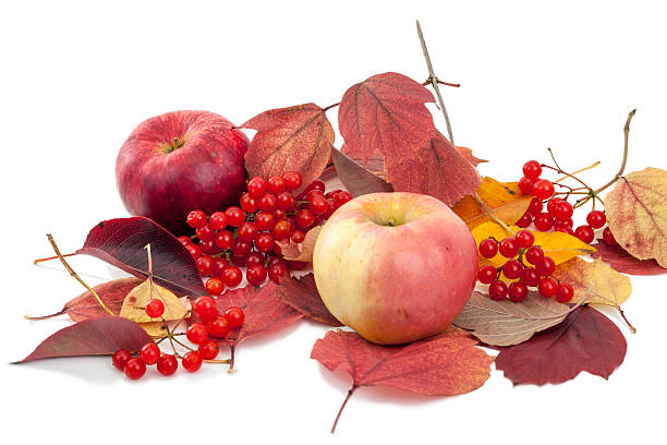 istock Apples and viburnum on autumn leaves 180632374