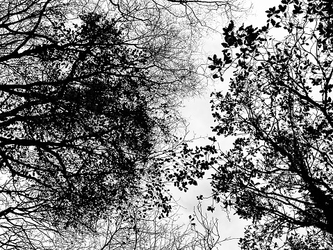 Looking up at the tree canopy