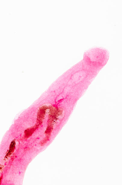 animal parasiteras schistosome blood flukes stock photo