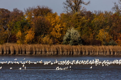 Many river gulls hunt fish in lakes, rivers, and canals. Seagulls fly over the water. Seagulls gracefully glide over the water's surface, their wings casting delicate shadows on the rippling waves.