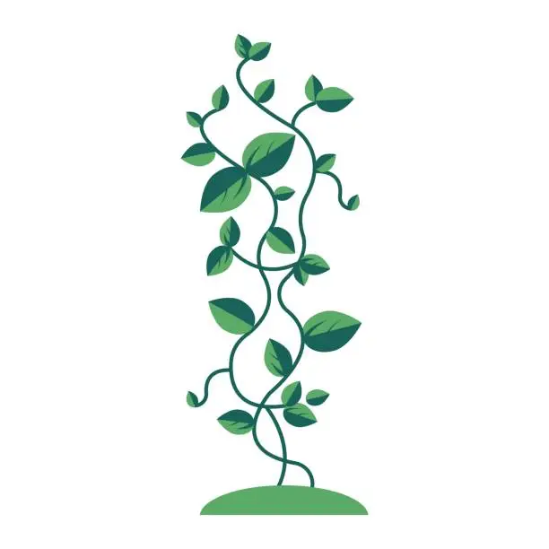 Vector illustration of Vector simple liana branch leaves.