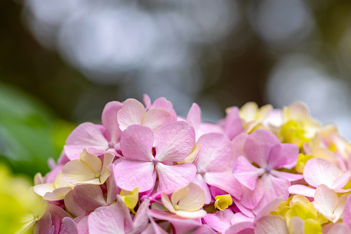 Closeup beautiful pink Hydrangea flower, background with copy space, full frame horizontal composition