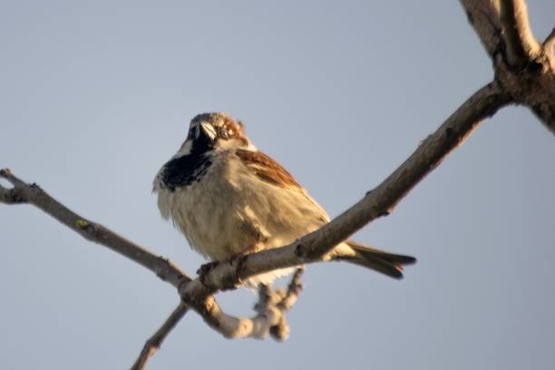 istock Small fat bird on a branch of a tree 1806334718