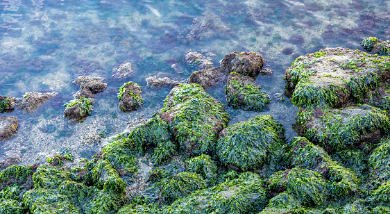 Rocks with green seaweed and water on sunset. Bay Area, California