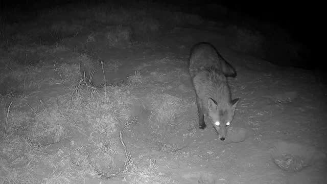 Wild badgers digging in the ground for food, foraging, Nightshot