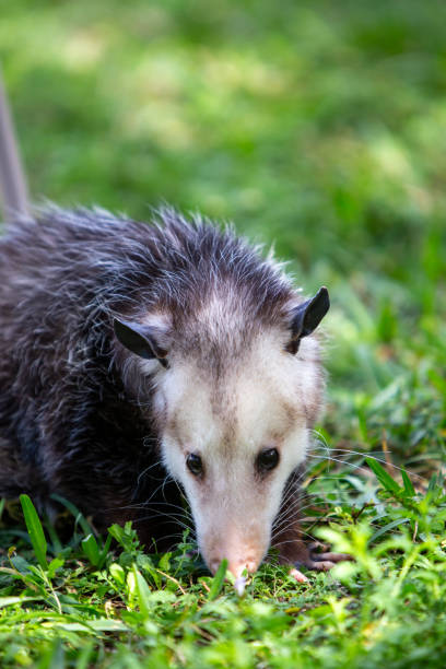 Scouting Opussum with copy space Scouting Opussum roaming in the grass angry opossum stock pictures, royalty-free photos & images