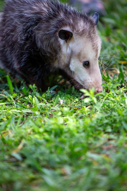 Scavenging  Opussum in the grass Scouting Opussum in the grass with Copy Space angry opossum stock pictures, royalty-free photos & images