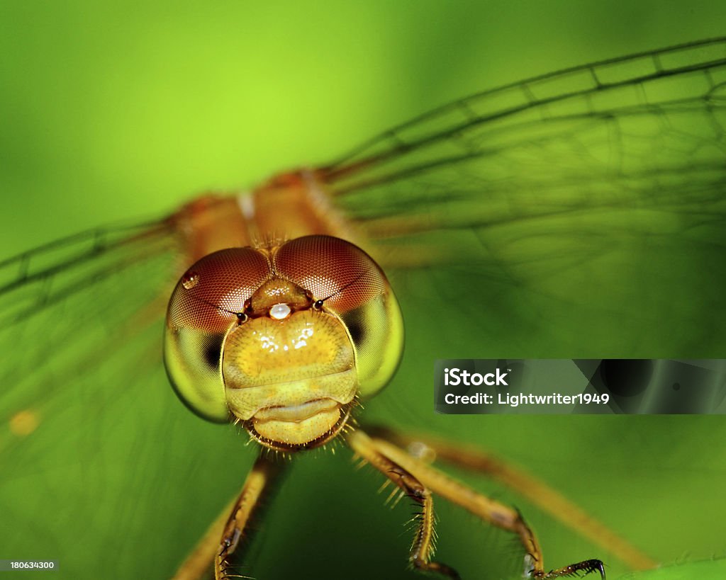 Meadowhawk Dragonfly Meadowhawk Dragonfly closeup macro shot of its head. Animal Stock Photo