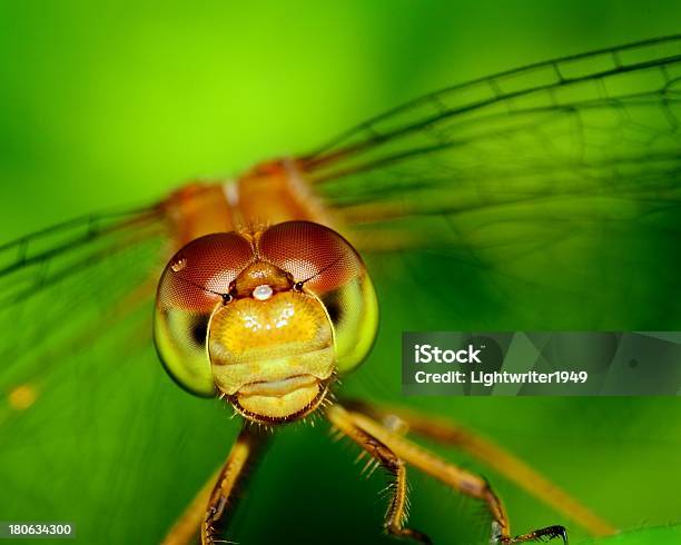 Meadowhawk Dragonfly Stock Photo - Download Image Now - Animal, Animal Wildlife, Animals In The Wild