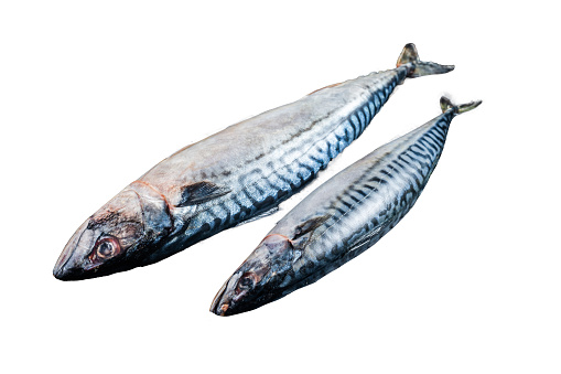Fresh Raw mackerel scomber fish ready for grilling.  Isolated, white background