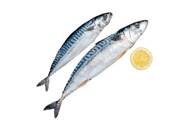 istock Fresh Raw mackerel scomber fish ready for grilling.  Isolated, white background. 1806344719