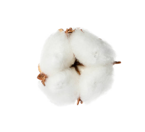 istock Beautiful fluffy cotton flower isolated on white 1806345004
