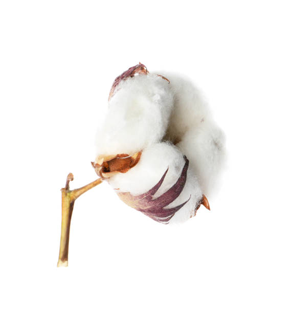 istock Beautiful fluffy cotton flower isolated on white 1806345021