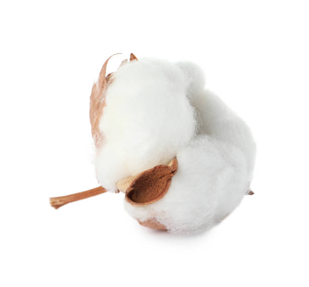 istock Beautiful fluffy cotton flower isolated on white 1806345050