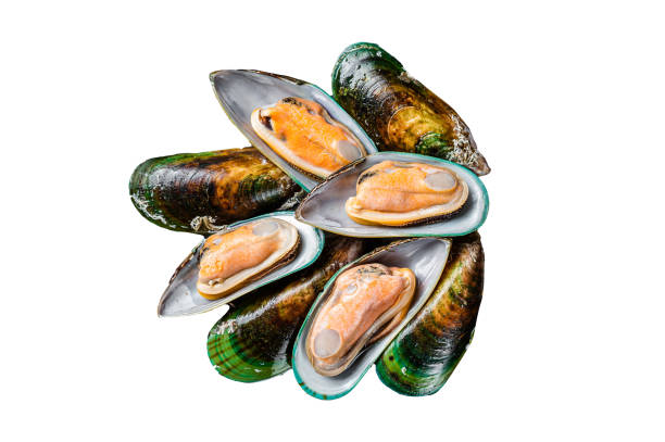 istock Large green mussels in shells on tray with ice.  Isolated, white background. 1806345665