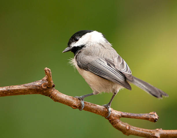 каролина гаичка - parus carolinensis стоковые фото и изображения