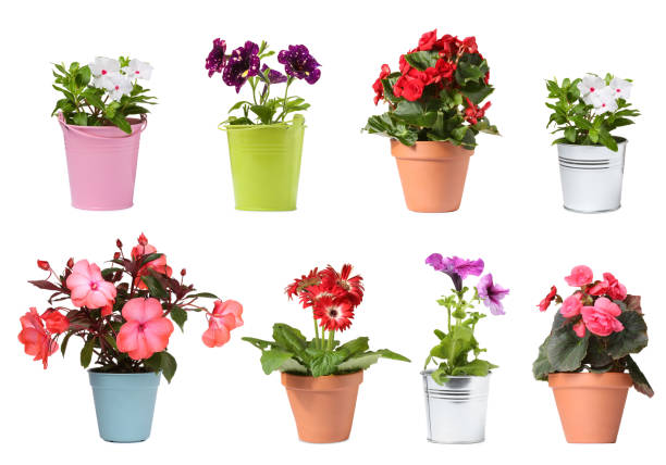 istock Many flower pots with different plants isolated on white, collection 1806346768