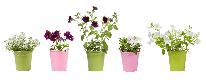 Many flower pots with different plants isolated on white, collection