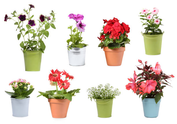 istock Many flower pots with different plants isolated on white, collection 1806346781
