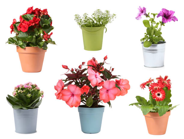 istock Many flower pots with different plants isolated on white, collection 1806346782