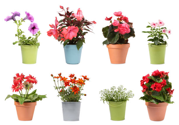 Many flower pots with different plants isolated on white, collection