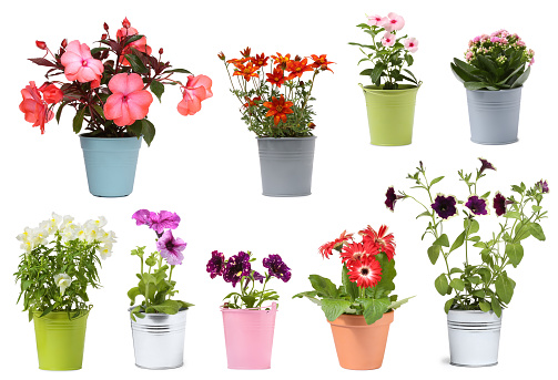 Many flower pots with different plants isolated on white, collection