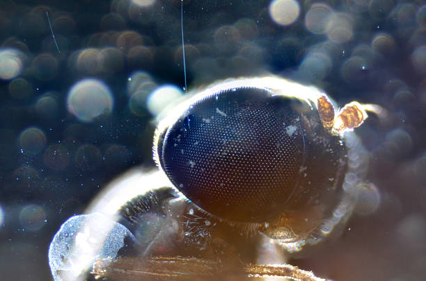 boca de animal partes de inseto mosca - daphnia water flea high scale magnification micro organism imagens e fotografias de stock