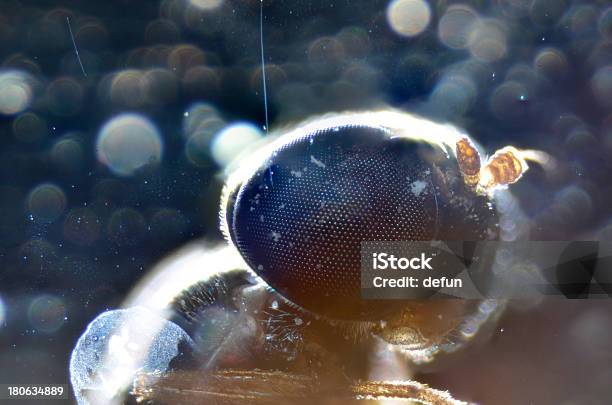 Foto de Boca Animal Partes De Insetos Fly e mais fotos de stock de Alta Magnificação - Alta Magnificação, Ampliação, Anatomia