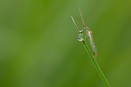 beautiful horizontal macro shot on a green background with a grasshopper perched on a grass with a raindrop. Copy Space.