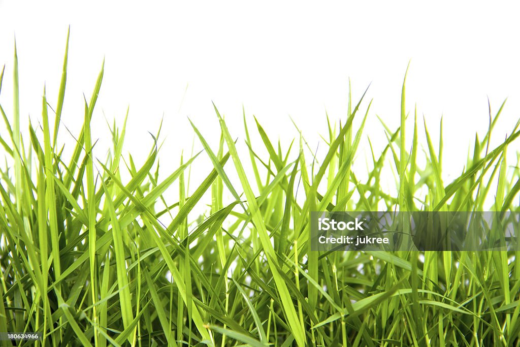 Verde hierba aislado sobre fondo blanco - Foto de stock de Abstracto libre de derechos