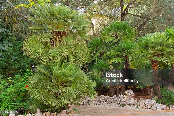 Wunderschöne Mallorca Stockfoto und mehr Bilder von Aussicht genießen - Aussicht genießen, Baum, Baumbestand